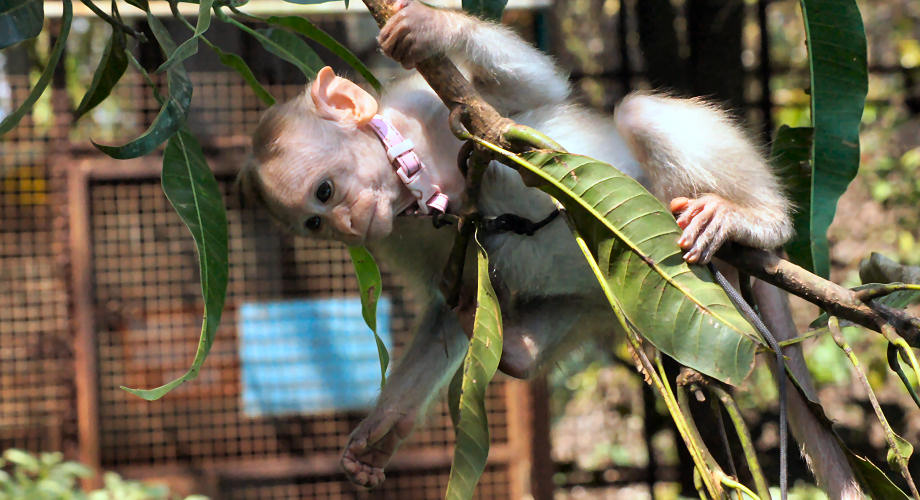 One of the monkeys who met Kalpana